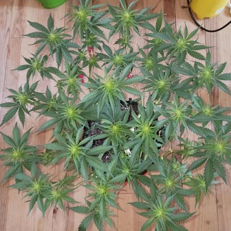 Mainlining Special Queen