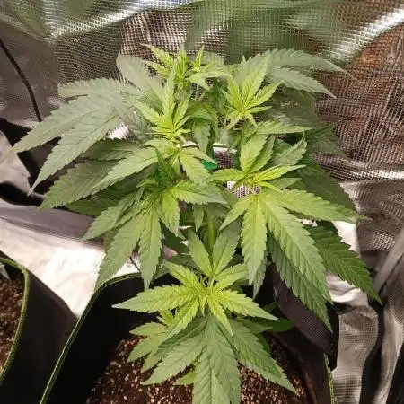 Strawberry Cough