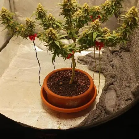 Bonsai Runtz