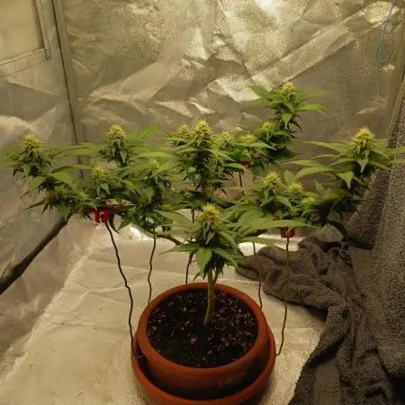 Bonsai Runtz