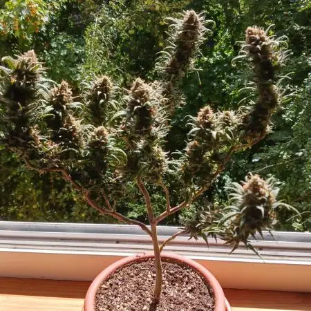 Bonsai Runtz