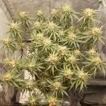 Mainlining Special Queen