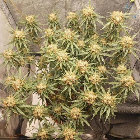 Mainlining Special Queen