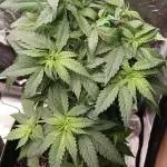 Strawberry Cough