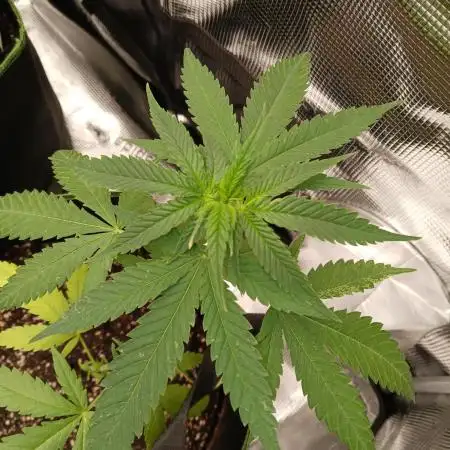 Strawberry Cough