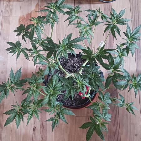 Mainlining Special Queen