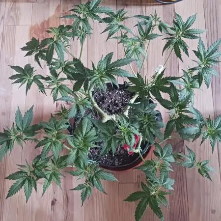 Mainlining Special Queen