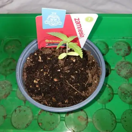 Strawberry Cough