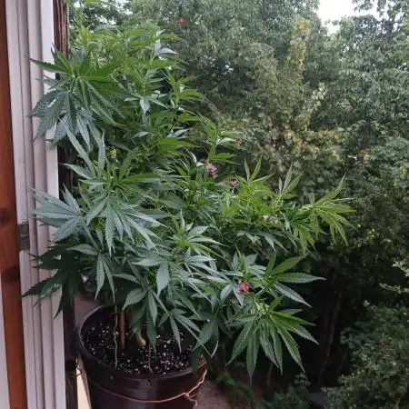Outdoor Grow 2025