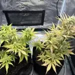 Cookies Girls from FastBuds!!! 🍪