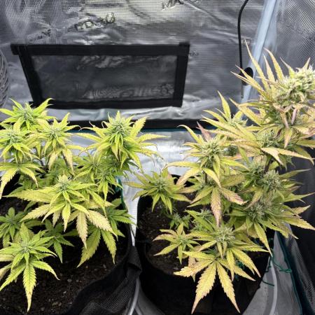 Cookies Girls from FastBuds!!! 🍪