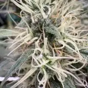 Triploid Girl(Frosted Guava)