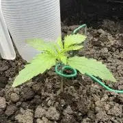 Triploid Girl(Frosted Guava)