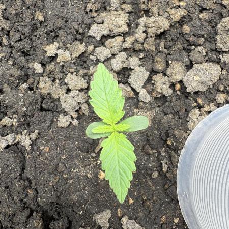 Triploid Girl(Frosted Guava)