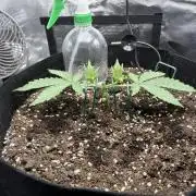 Triploid Girl(Frosted Guava)