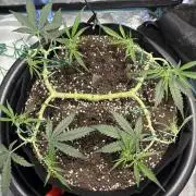 Triploid Girl(Frosted Guava)