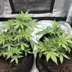 Cookies Girls from FastBuds!!! 🍪
