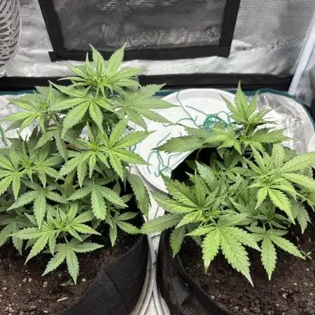 Cookies Girls from FastBuds!!! 🍪