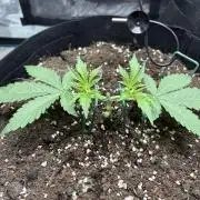 Triploid Girl(Frosted Guava)