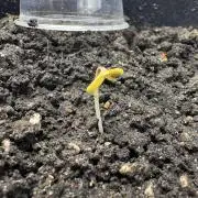 Triploid Girl(Frosted Guava)