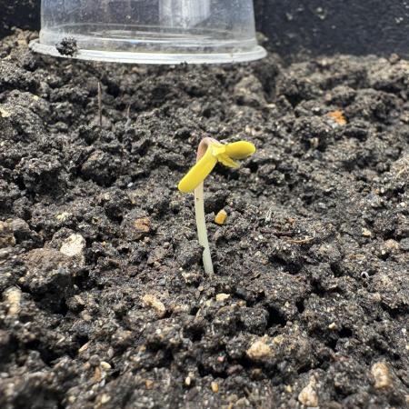 Triploid Girl(Frosted Guava)