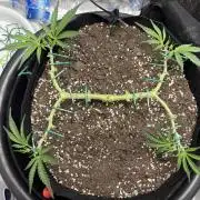 Triploid Girl(Frosted Guava)