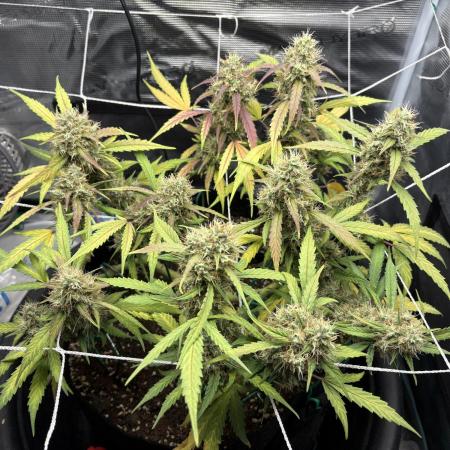 Triploid Girl(Frosted Guava)