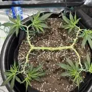 Triploid Girl(Frosted Guava)