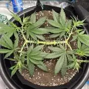 Triploid Girl(Frosted Guava)