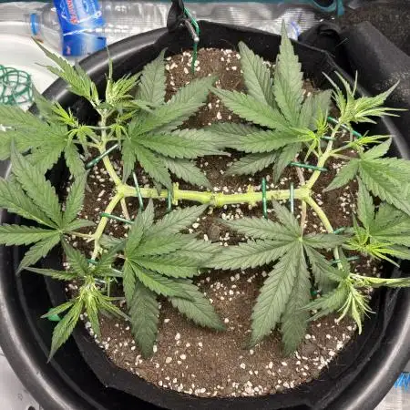 Triploid Girl(Frosted Guava)