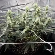 Triploid Girl(Frosted Guava)