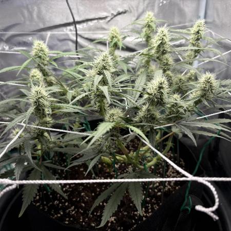 Triploid Girl(Frosted Guava)