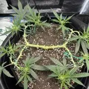 Triploid Girl(Frosted Guava)