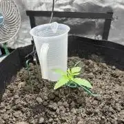 Triploid Girl(Frosted Guava)