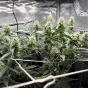 Triploid Girl(Frosted Guava)