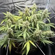 Triploid Girl(Frosted Guava)