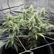 Triploid Girl(Frosted Guava)