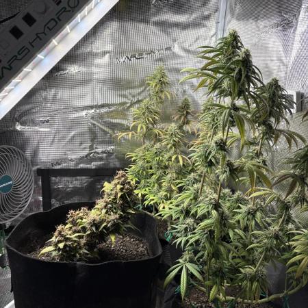 Ice Storm S2 and Auto Purple