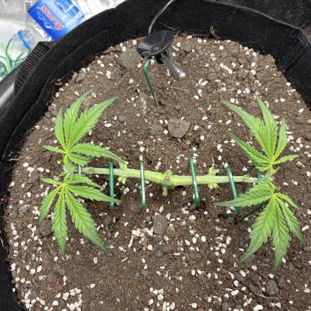 Triploid Girl(Frosted Guava)