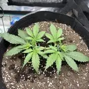 Triploid Girl(Frosted Guava)