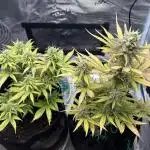 Cookies Girls from FastBuds!!! 🍪