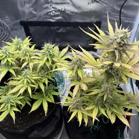 Cookies Girls from FastBuds!!! 🍪