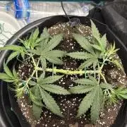 Triploid Girl(Frosted Guava)