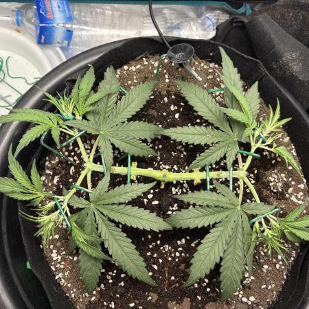 Triploid Girl(Frosted Guava)