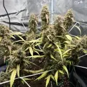Triploid Girl(Frosted Guava)