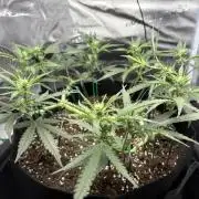 Triploid Girl(Frosted Guava)