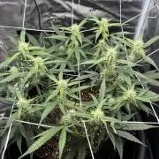 Triploid Girl(Frosted Guava)