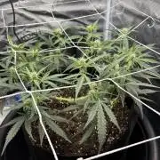 Triploid Girl(Frosted Guava)