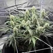 Triploid Girl(Frosted Guava)