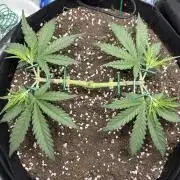 Triploid Girl(Frosted Guava)